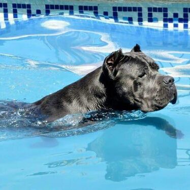 Cane corso in a swimmig pool