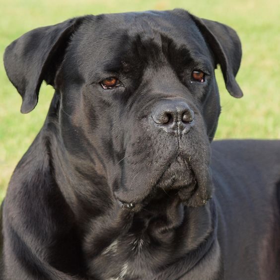 Cane corso with allergies