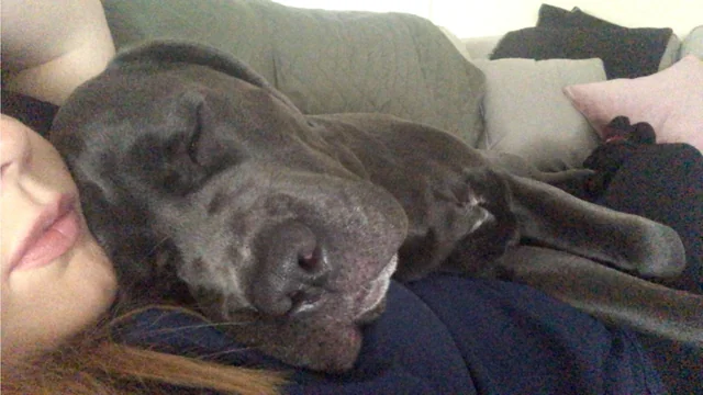 cane corso cuddling with its owner