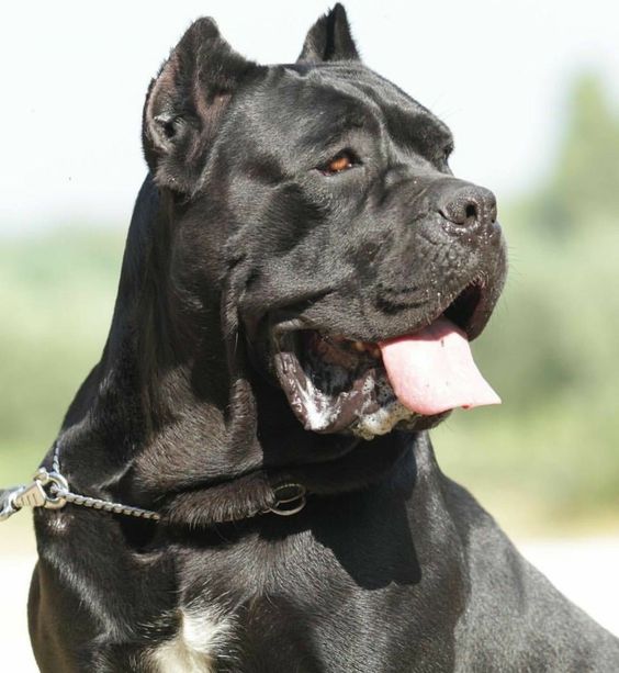 cane corso with anxity