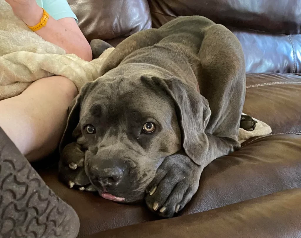 cane corso showing his affection towards its owner