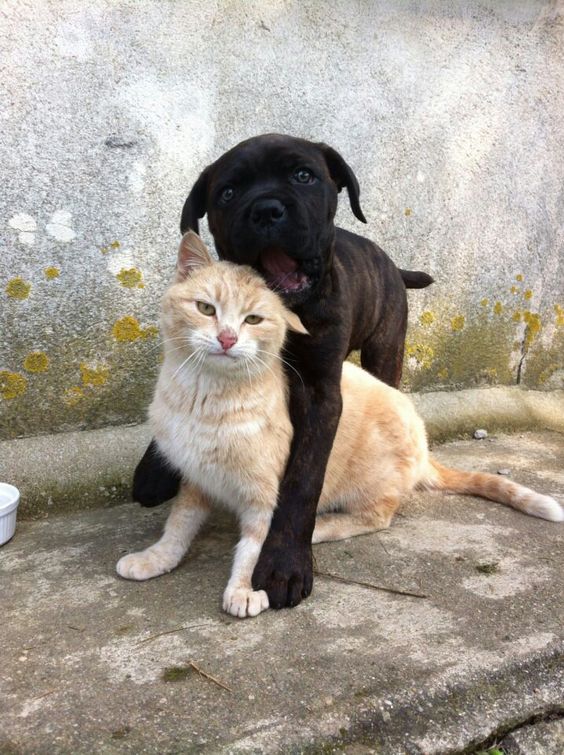 cane corso puppy with cat