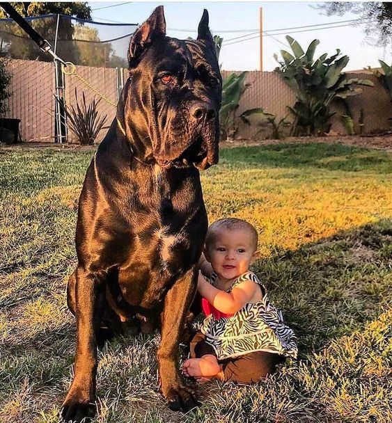 cane corso with little baby