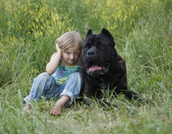 kid seated with cane corso