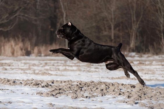 cane corso jumping in snow