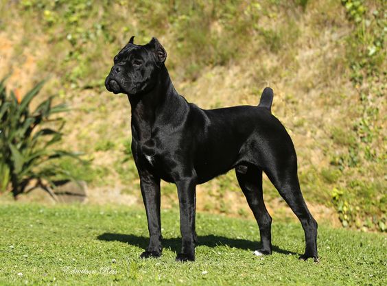 cane corso with docked tail