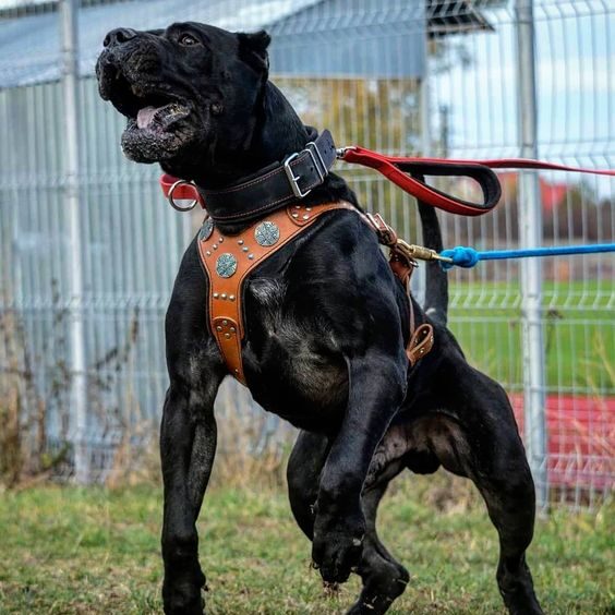 cane corso performing as a guard dog