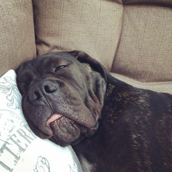 cane corso sleeping on a couch