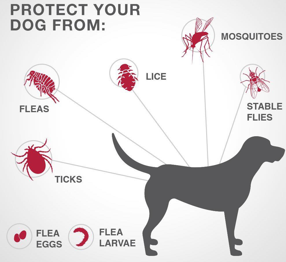 cane corso chart for ticks and fleas