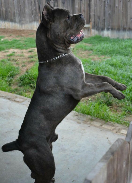 cane corso training for not jumping