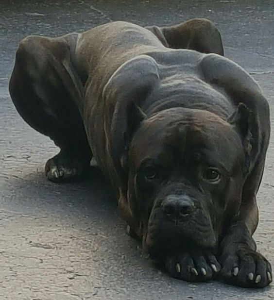 Cane Corso in mood of biting