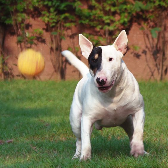 Cane Corso bull terrier mix playing with ball