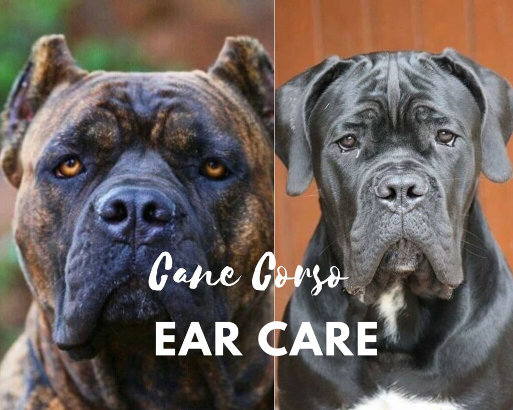 Cane Corso ear care
