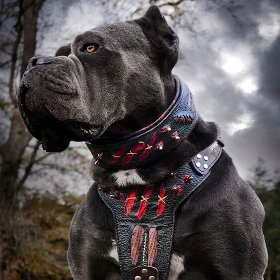 7 Best Harnesses For Cane Corsos in 2023