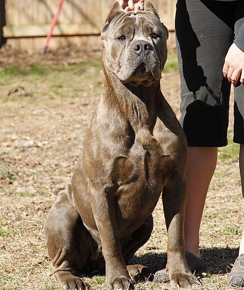 best cane corso to buy