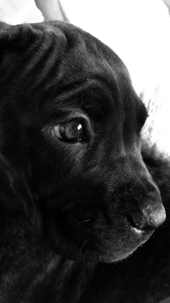 Cane corso puppy eyes care