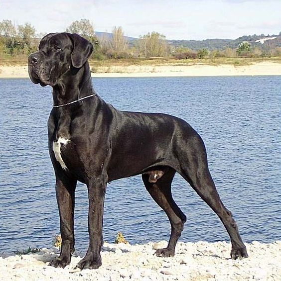 Cane Corso Great Dane mix for sale