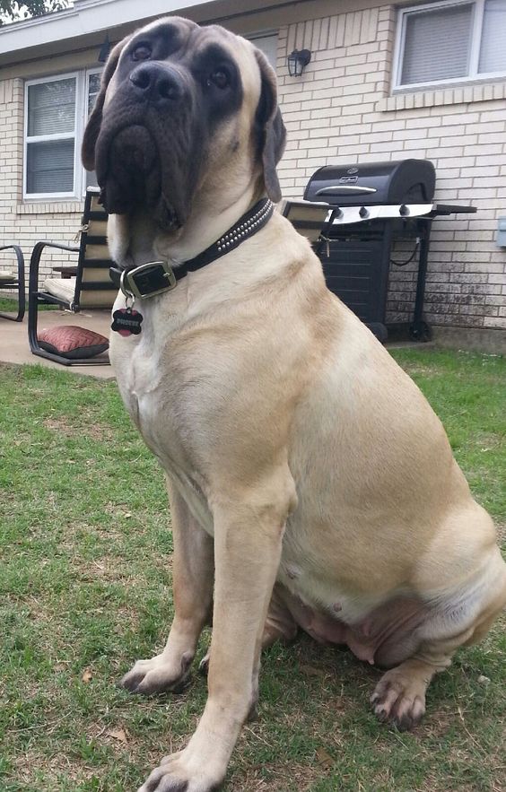 female Cane Corso Great Pyrenees mix
