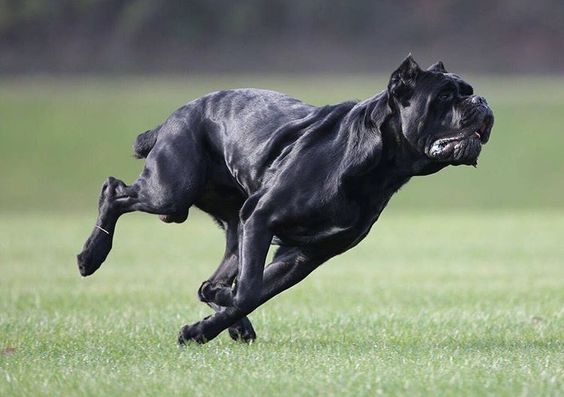 adult Cane Corso during running