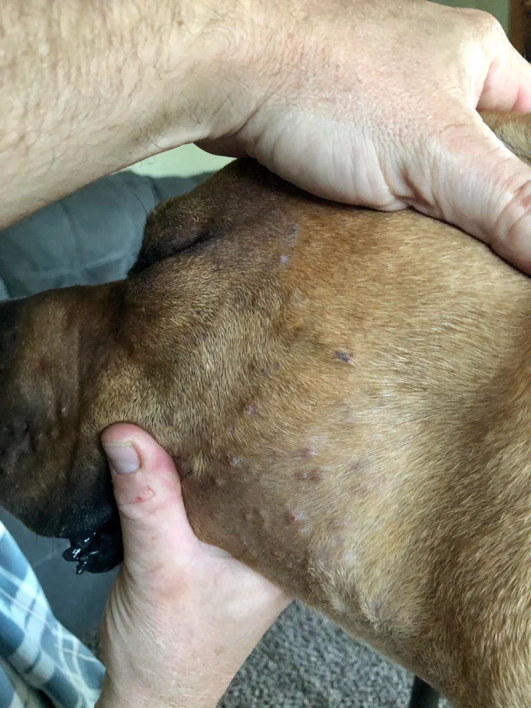 Cane Corso Skin Issues