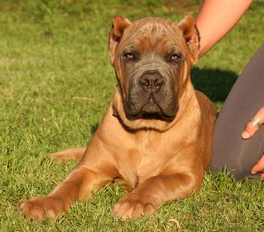 red cane corso puppy for sale